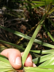 Coryphoideae