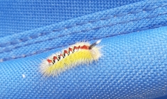 Trichiocercus sparshalli