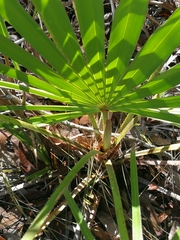 Coryphoideae