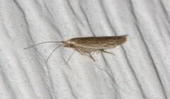 Coleophora