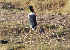 Ephippiorhynchus senegalensis