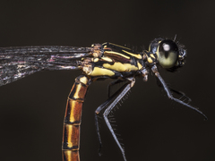 Rhinocypha pagenstecheri timorana