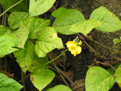 Vigna umbellata