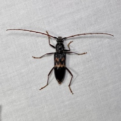 Phoracantha semipunctata