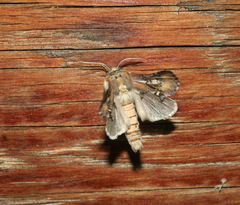 Pterotes eugenia