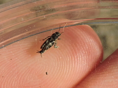 Ellipes minuta