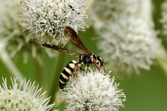 Myzinum quinquecinctum