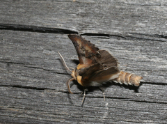 Pterotes eugenia