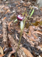 Caladenia excelsa