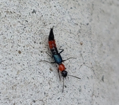 Paederus cruenticollis