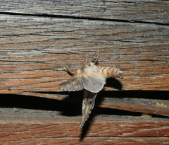 Pterotes eugenia