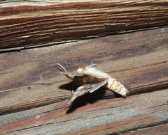 Pterotes eugenia
