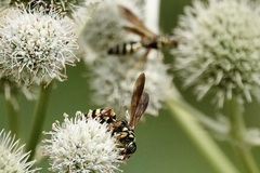 Myzinum quinquecinctum