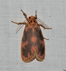 Miltochrista rubricosa