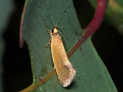 Delexocha ochrocausta