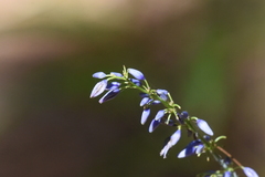 Hemerocallidoideae