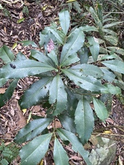 Ardisia cornudentata morrisonensis