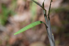 Hemerocallidoideae