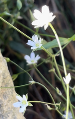 Stellaria graminea
