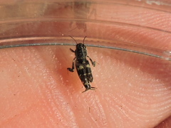 Ellipes minuta