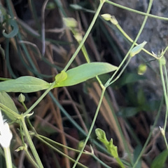 Stellaria graminea