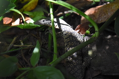 Varanus scalaris
