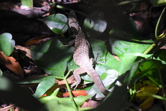 Varanus scalaris