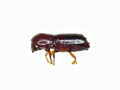Xyleborus celsus