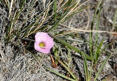Oxalis laciniata