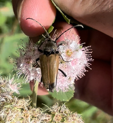 Trigonarthris subpubescens