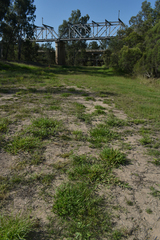 Urochloa mosambicensis
