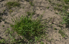Urochloa mosambicensis