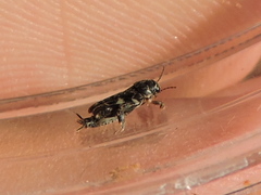 Ellipes minuta
