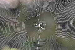 Leucauge dromedaria