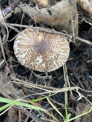 Lepiota