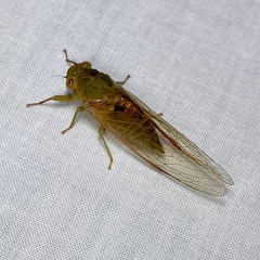 Chlorocysta vitripennis