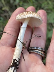 Lepiota
