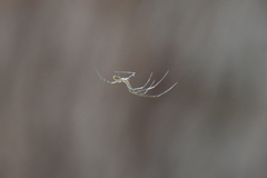 Leucauge dromedaria