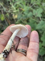 Lepiota