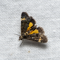 Heliothela ophideresana