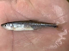 Lythrurus fasciolaris