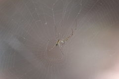 Leucauge dromedaria