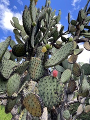 Opuntia hyptiacantha