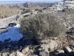 Cercocarpus intricatus