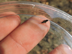 Ellipes minuta
