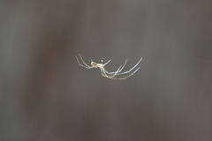 Leucauge dromedaria