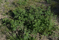 Cullen australasicum