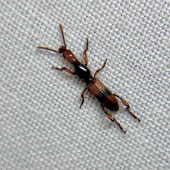 Cyphagogus