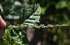 Cullen australasicum