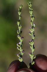Cullen australasicum